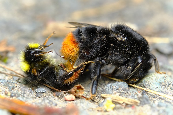 Die Steinhummel Naturschutzinitiative E V 
