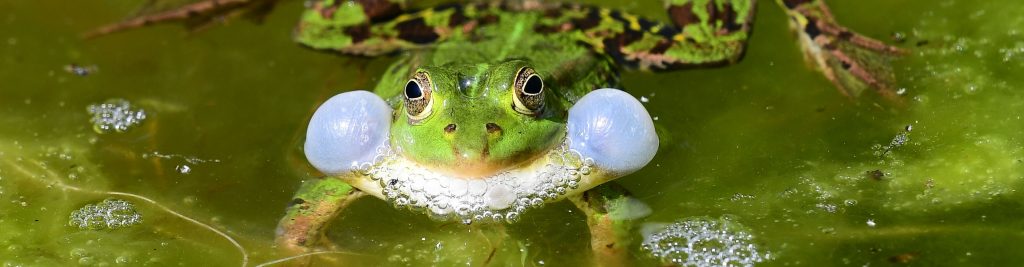 Neues zum Naturschutz direkt in Ihr Postfach