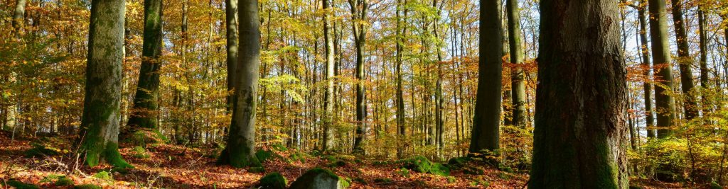 Wir schützen Wälder